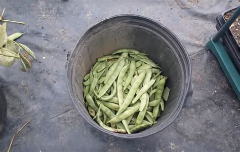 How To Grow Romano Green Beans Fully Explained Gardening Channel