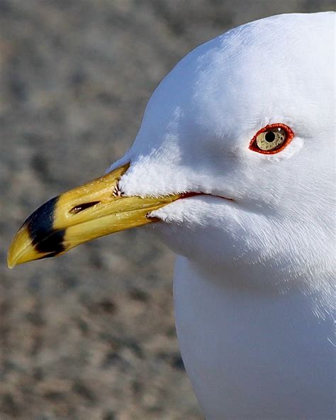 How Did Dildo Newfoundland Get Its Name Product Of Newfoundland