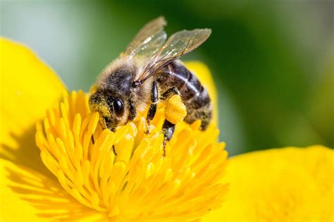 Puerto Rico's 'Gentle Killer Bees' Could Save the World's Honey