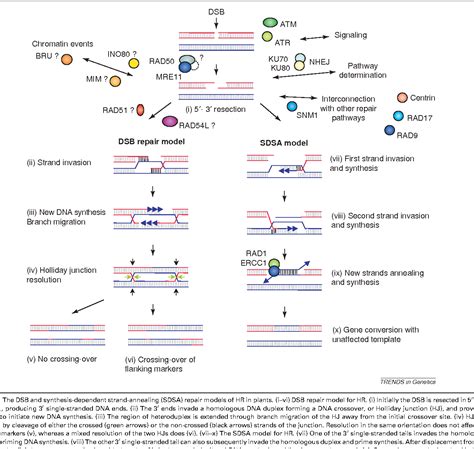 Figure From The Dual Nature Of Homologous Recombination In Plants