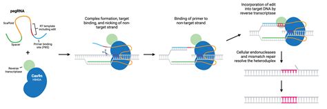 Crispr Guide Update