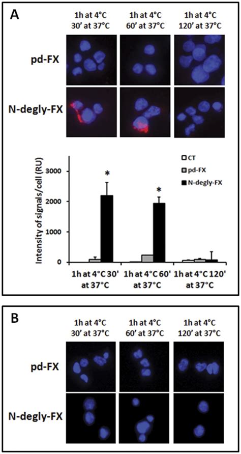 A HepG2 Cells And B THP 1 Cells Differentiated To Macrophages By