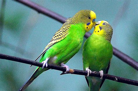 Learn All About Pet Budgie Birds