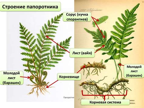 Папоротникообразные - online presentation