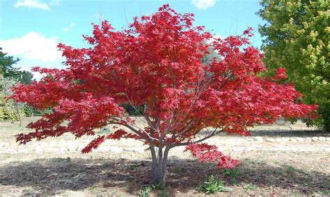 Ornamental Plants What Are They Types And More