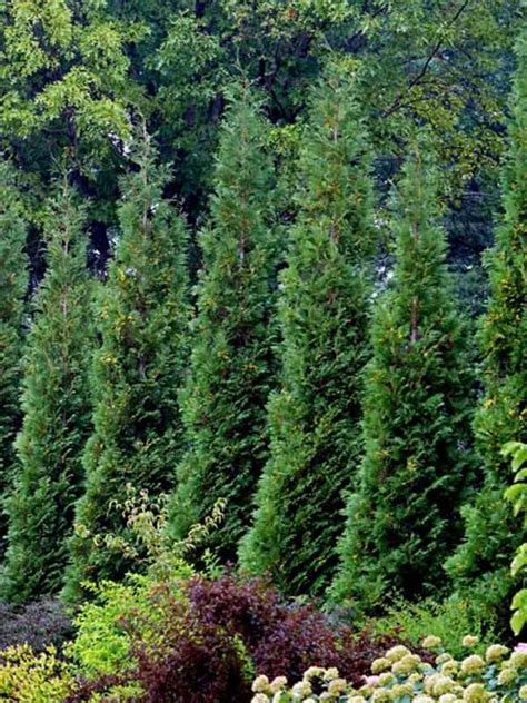 Thuja occ. Pyramidalis Compacta (Туя Пирамидалис компакта)