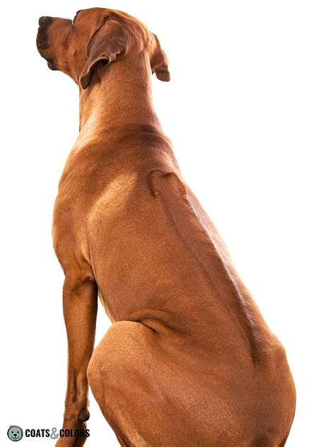 Understanding Ridgeback Genetics Coats And Colors