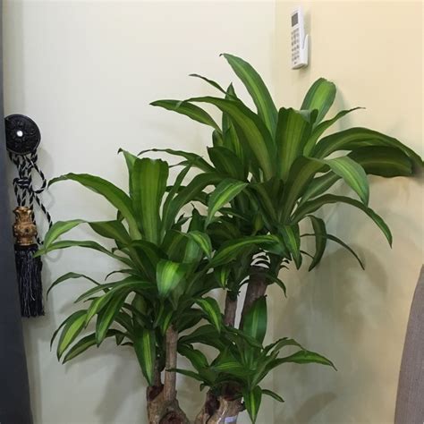 Dracaena Fragrans Massangeana Happy Plant Uploaded By Zeeshan