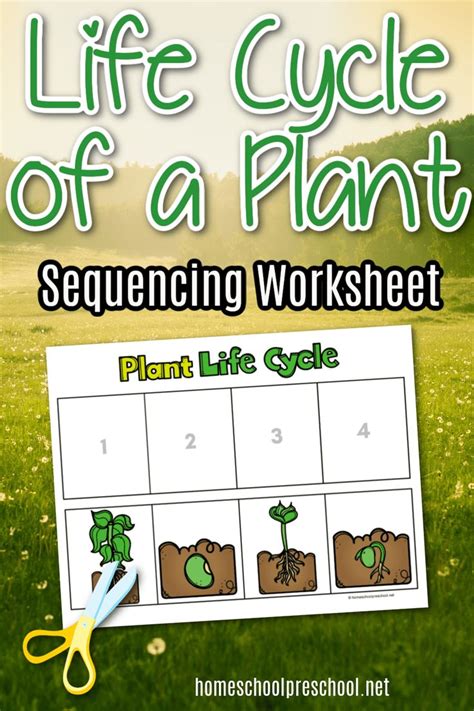 Life Cycle Of A Plant Worksheet Download Now Plant Life Cycle Life Cycles Plant Life Cycle