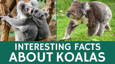 Fun Facts About Koalas For Kids Learn About Cute Koalas 40 Off