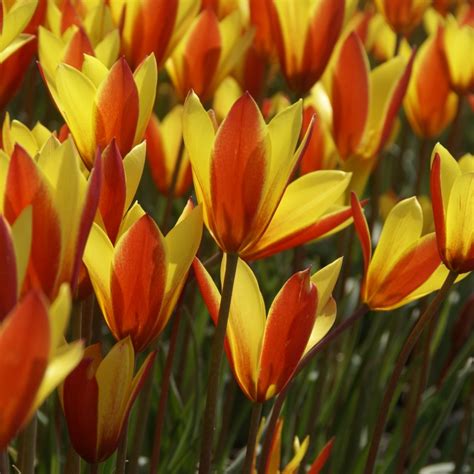 Tulipa Clusiana Var Chrysantha Tubergens Gem