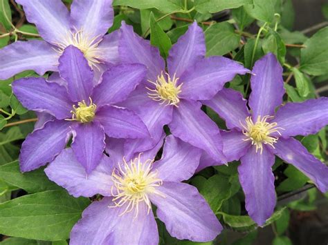 Клематис Жакмана (Clematis Jackmanii) - фото и сорта