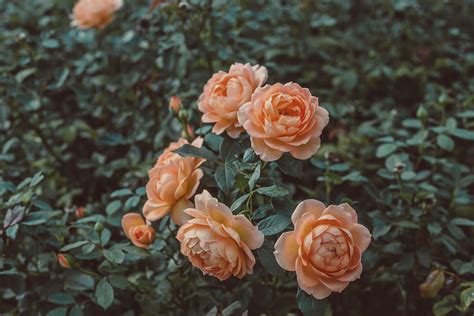 картинки : красивая, Красоту, Флора, цветок, цветы, садоводство, Трава ...