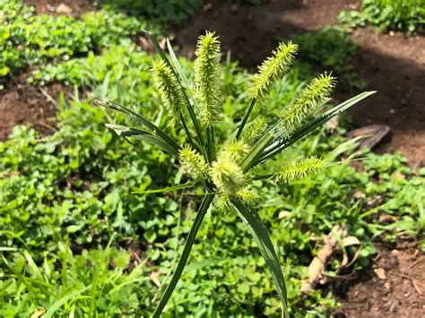 Common Weeds In Alabama Identification Guide The Book Of Weeds