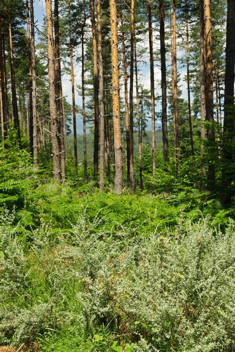 Pine Forest With Shrubs At Foreground Stock Image Image Of Sunny