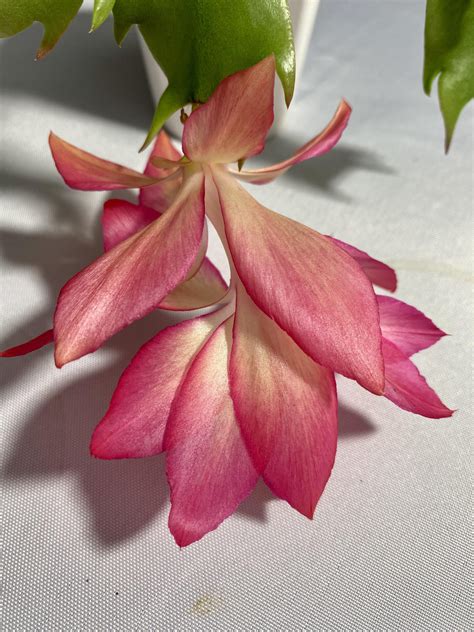 Schlumbergera Hybrid Frony Epiphytic Cacti