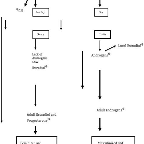 A Diagram Of The Steps Of Sexual Differentiation Illustrating The Download Scientific Diagram