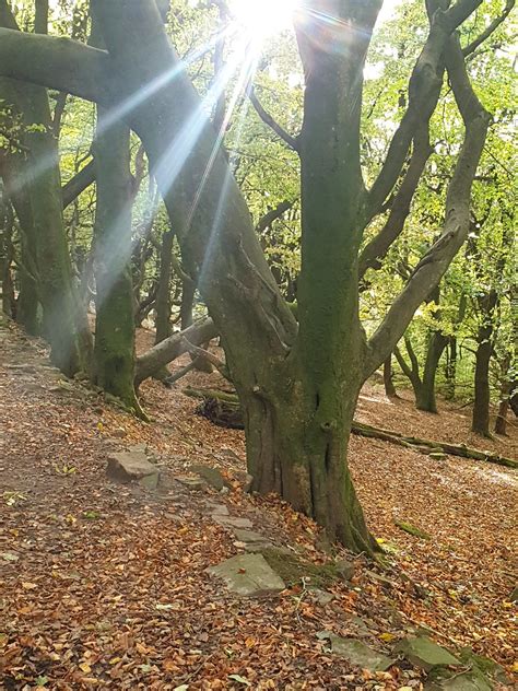 Did You Know…The Beautiful Mona Lisa Wasn’t Always Famous? | by Dr