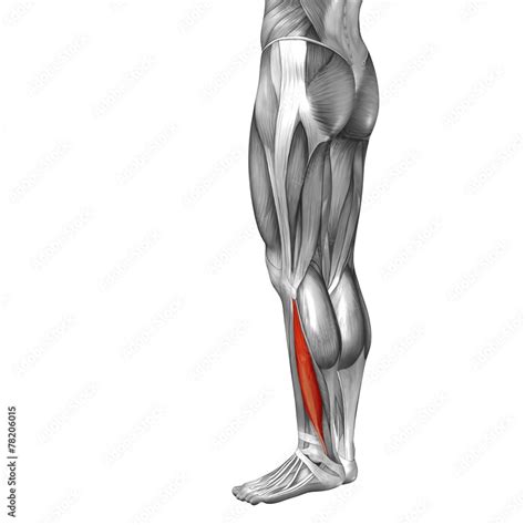 Conceptual 3D human back lower leg muscle anatomy Stock Illustration ...
