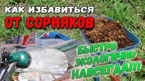 Как избавиться от травы на даче: эффективная борьба с сорняками ...