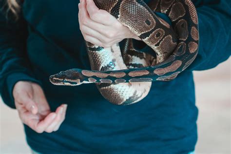 Python Snake Photos, Download The BEST Free Python Snake Stock Photos ...