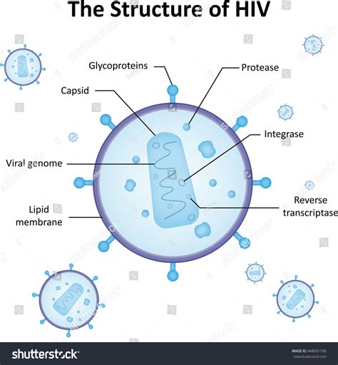 Hiv Virus Labelled Diagram