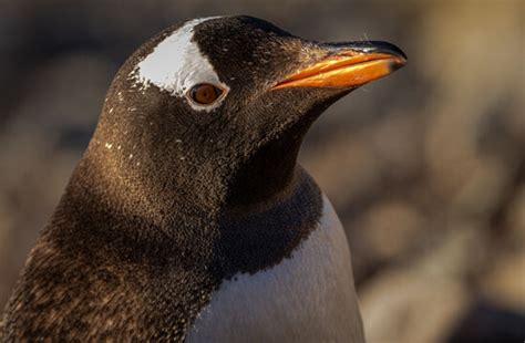 Gentoo Penguin Images Browse 17145 Stock Photos Vectors And