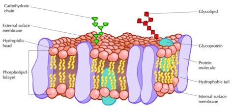 Cell Membrane Flashcards Quizlet