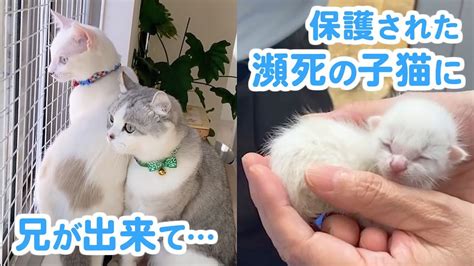 ホテルで保護された瀕死の子猫と、先住猫の間に生まれた絆 Peco（ペコ）