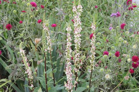 Verbascum Chaixii Wedding Candles Königskerze Gräfin Von Zeppelin