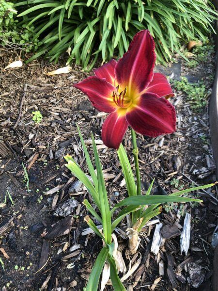 Red Volunteer Daylily Grows Everywhere Oakes Daylilies