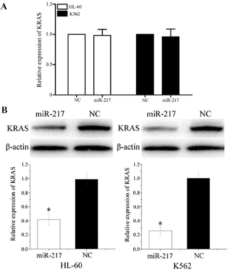 Mir‑217 Negatively Regulated Kras Expression At The Download Scientific Diagram