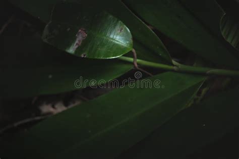 Tropical Plant Leaves Pattern Low Key Photo Nature Rainforest Black