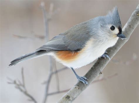Get to Know These 15 Common Birds | Audubon Great Backyard Bird Count