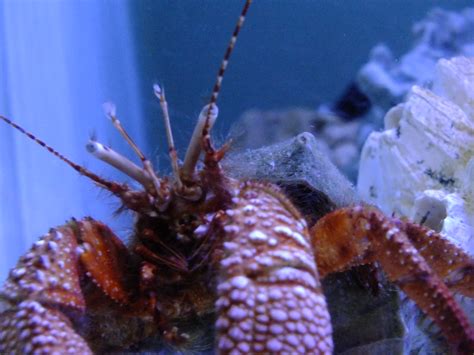 Giant Red Hermit Crab Taken In The Mote Marine Laboratory Flickr