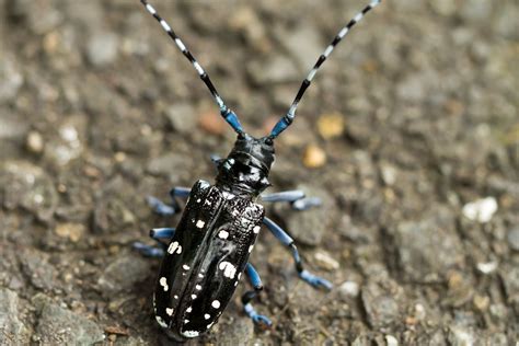 カミキリムシ種類青 – カミキリムシ 図鑑 写真 – ベニカミキリ – BUVOWM
