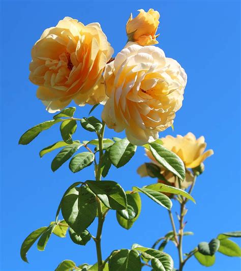 The Most Beautiful Rose Flowers In World Best Flower Site