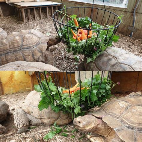 Sulcata Tortoise African Spurred Care Guide Artofit