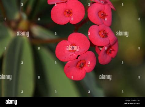 Flowers On The Lodge Tanzania Stock Photo Alamy