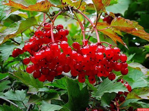 Калина куст (104 фото) - фото - картинки и рисунки: скачать бесплатно