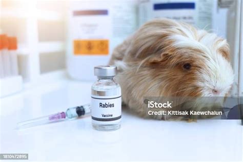 Вакцина От Бешенства Во Флаконе Иммунизация И Лечение Инфекции ...