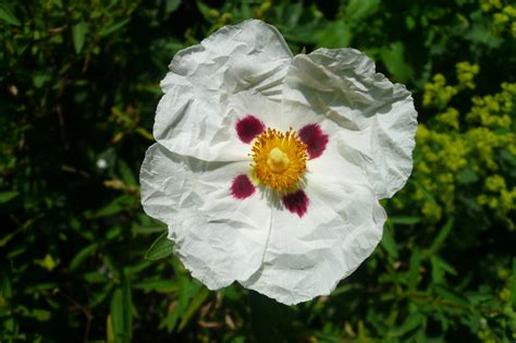 Cistus sp Freilandpalmen ch Internetplattform und Online Shop für