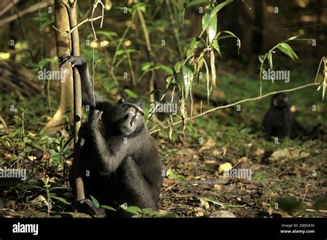 Retrato Ambiental De Un Macaco De Cresta Negra Sulawesi Macaca Nigra