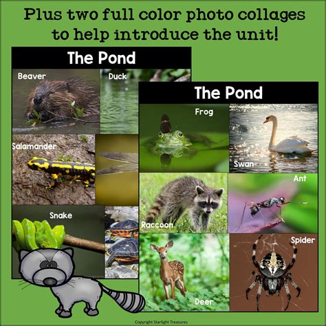 Pond Water Book 2