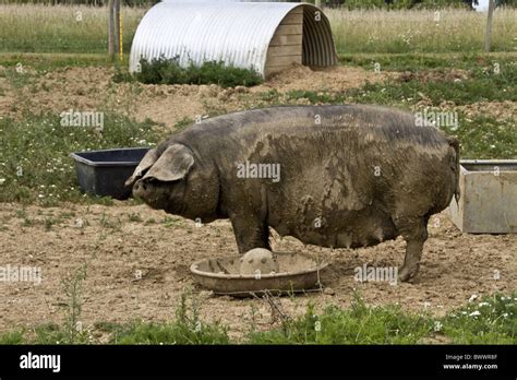 large Black pig Stock Photo - Alamy