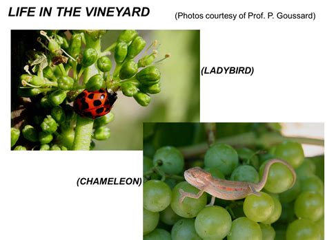 John Moore Stellenbosch University Grape Cell Wall Research Laboratory ...