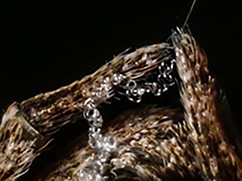 Spider Uses Web As Slingshot To Ensnare Prey, Scientists Find : NPR