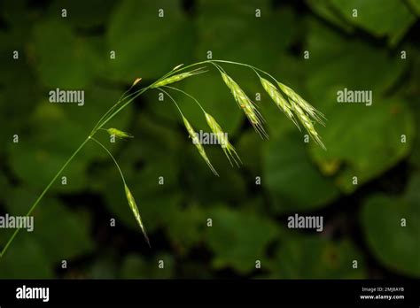 Hairy Bromegrass Hi Res Stock Photography And Images Alamy