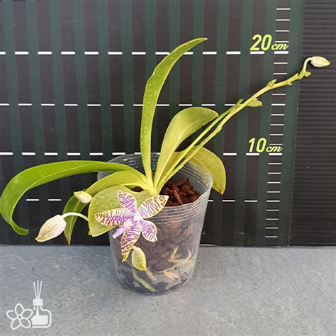 Phal Lueddemanniana Var Coerulea × Sib 路德藍變種兄弟交 Orchidmart