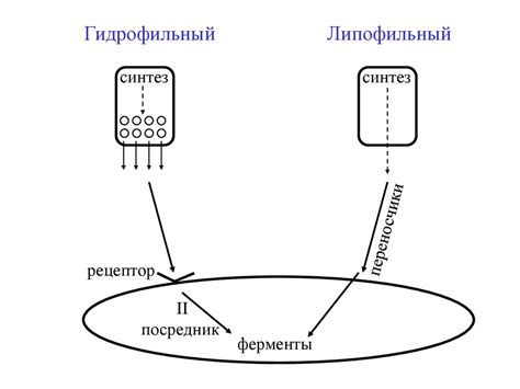 Физиология эндокринных желез. Общая физиология эндокринных желез ...